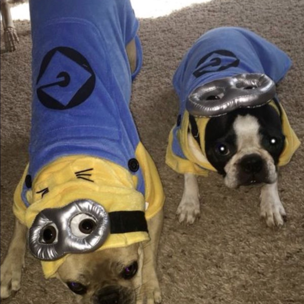 Halloween Minion dog costume